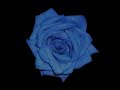Amorf Ördögök: Kék rózsa (Live) by Greeny Amorf Ördögök: Kék rózsa (Live) by Greeny