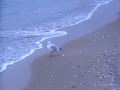 Mewa spacerująca po gdańskiej plaży