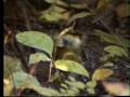 Indian Birds incl. Starlings, Thrushes,Rubythroat etc