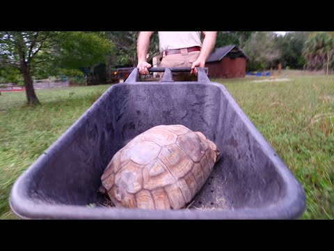 YouTube reptile video