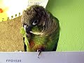 Funny Conure