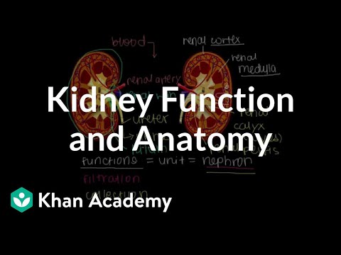how to help kidneys function better