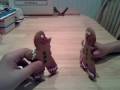Gingerbread Men