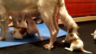 Puppies 2 1/2 weeks old leaving box for first time