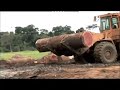 Non au pillage des forêts du Congo