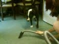 staffi killing hoover