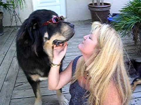 tibet mastiff