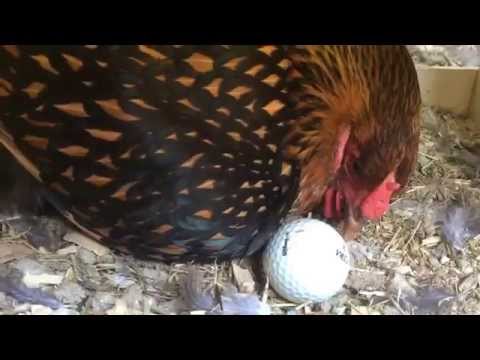 how to fertilize a chicken egg without a rooster