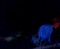 infected mushroom - suliman (live @ pistoleros chih mx)
