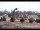 Jumping rustler in the backyard