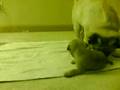 Pug Party!