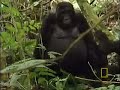 Hanging With Gorillas Hanging With Gorillas
