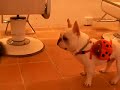 ???????????????????????????  [French bulldog, MIRCO  /?Mirco disturbs the cleaning of a beautician]
