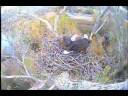 Caltrans Eagle Cam at Turtle Bay, Redding CA .. 12/3/08 .. A little beaking and a few bites Caltrans Eagle Cam at Turtle Bay, Redding CA .. 12/3/08 .. A little beaking and a few bites