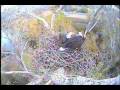 videos de Caltrans Eagle Cam at Turtle Bay, Redding CA .. 12/3/08 .. A little beaking and a few bites