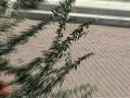 Hardflip double set