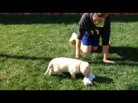 “Ariel” 6 week old FEMALE yellow lab puppy Temperament Testing – High Desert Labradors