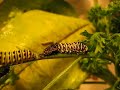 Caterpillar Shedding Caterpillar Shedding