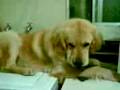 2008-12-30 | golden retriever (roko) 1 ~> rocko jugando con la ropa en lavanderia ... (01:56)