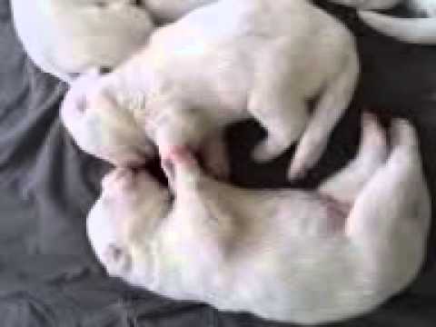 puppies being cute while sleeping
