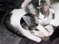 Katzenkinder