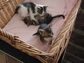 Katzenkinder