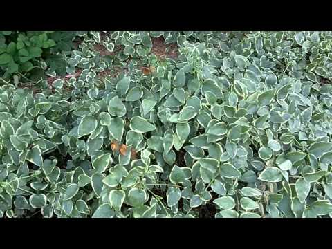 how to transplant tiger eye sumac
