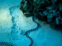 AWESOME Sea Snake