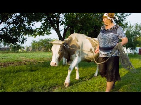  Milk Matters: Opening New Markets for Ukrainian Dairy Producers