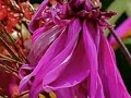 salpedi-Macro Photography  (Part7)