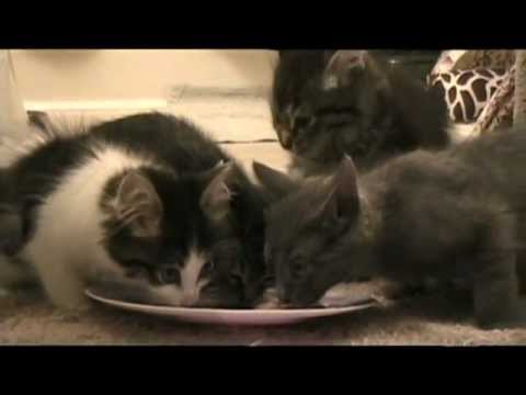 Raising Orphan Kittens by Itty Bitty Orphan Kitty Rescue