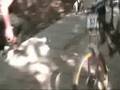 DH CASARES 2008 GUAK TROMPO WORLD