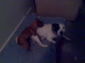 Little Chihuahua girl dog humps a Staffy male FUNNY!!