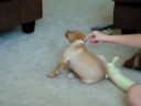 Puppy 1