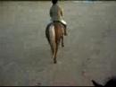 trotting avec okapi