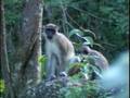 Leeward Island Travel Doc Part 07