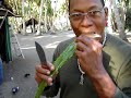 El Don se jarta un pedazon de sabila El Don se jarta un pedazon de sabila
