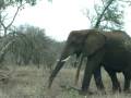 videos de Olifanten in Kruger Park, Zuid Afrika