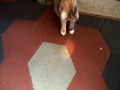 LASER CAT SHOW Guarda video