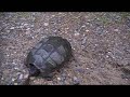 Snapping turtle Snapping turtle