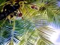 A Canvas Tropical Mural