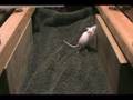 Snake-Eats-Rat-Baby-