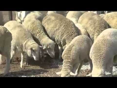 how to help qld farmers