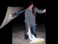 2008 Sharkin Vid