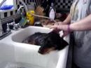 Dachshund Dog Zuke Gets A Bath, HOW TO WASH YOUR WEENIE Dachshund Dog Zuke Gets A Bath, HOW TO WASH YOUR WEENIE