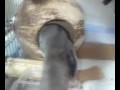 友蔵お家帰る