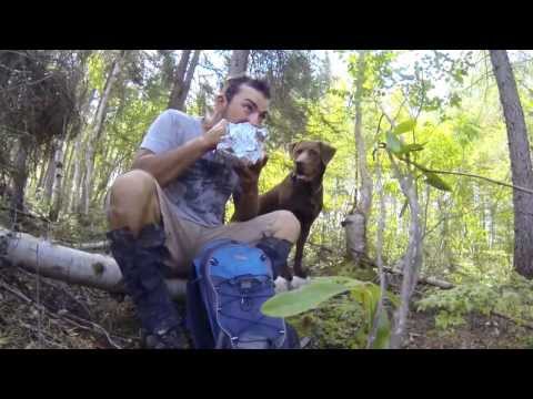 how to replant conifers