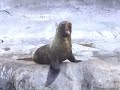 Buenos Aires Zoo - Seal