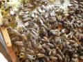 ALIMODIAN BEEKEEPER (Hexagon Apiary) ALIMODIAN BEEKEEPER (Hexagon Apiary)