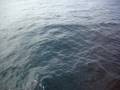 videos de NINI´S. DELFINES EN CADIZ